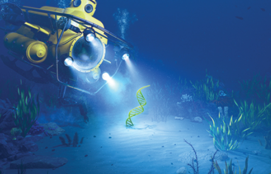Signatera_Submarine_CMYK