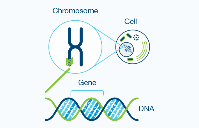 Horizon Patient Cells