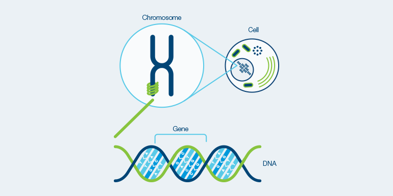 Cells are the basic building blocks of our body