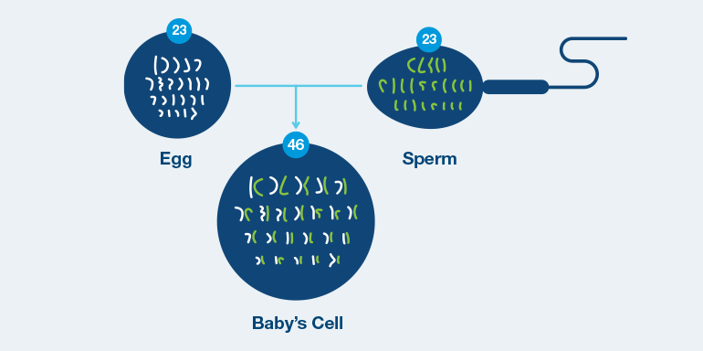 Genes also come in pairs