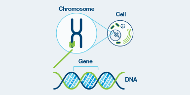 Cells are the basic building blocks of our body