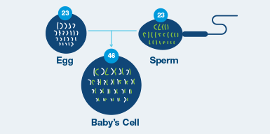 Genes also come in pairs