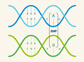 Individual fetal fraction for dizygotic twins